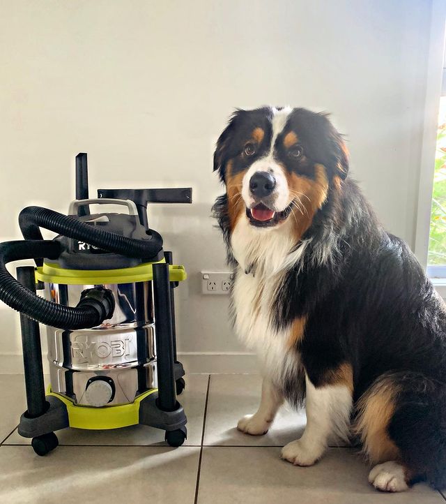 Never thought we’d say this but we’re OBSESSED with vacuuming ryobiau 🤩

Our vacuum decided to die after 10 months of dealing with Doug’s fur. So in typical tradie fashion dog dad ducked to bunnings to buy a Ryobi heavy duty workshop vacuum to deal with the Aussie floof😂

Although it’s a bit bulky the wheels make it easy to use in the house and it comes with all the attachments for $120🙌🏼

#housework #vaccum #ryobi #fluffy #fur #aussieshepherd #aussieshepherdsofinstagram #cleaning #vaccumcleaner #ryobimade