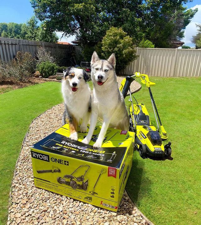 The start to a New Year calls for a trip to Bunnings!
Are you getting ready for your first #RYOBImade project of 2024?

Make sure to share your RYOBI Bunnings trip with us by tagging @ryobiau.

📷: @koda_chiko

#RYOBIau #batterypowered #RYOBIpowertools #newyear #diyprojects