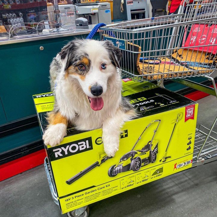 The start to a New Year calls for a trip to Bunnings!
Are you getting ready for your first #RYOBImade project of 2024?

Make sure to share your RYOBI Bunnings trip with us by tagging @ryobiau.

📷: @koda_chiko

#RYOBIau #batterypowered #RYOBIpowertools #newyear #diyprojects