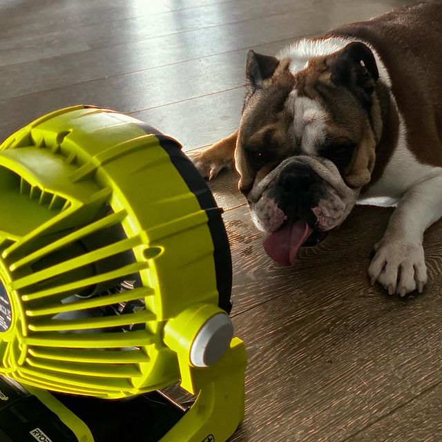 Too hot today. Not coping even with the aircon on. 
Brought the big gun out (my ryobiau fan)