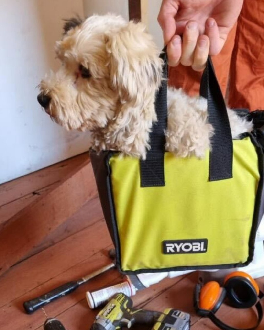 Are you as big a #RYOBIfan as Mei?

Make sure to tag #RYOBImade and @ryobiau in your RYOBI pictures for a chance to be featured 🙌

📸: @reno.resto

#RYOBIau #batterypowered #RYOBIpowertools #Dog #DIY #project